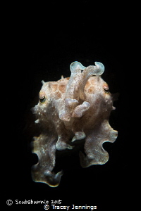 Cuttlefish by Tracey Jennings 